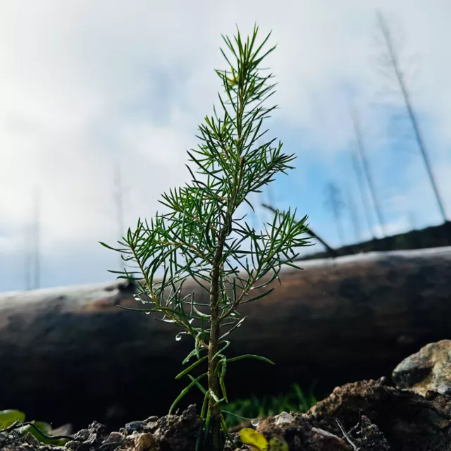 New tree in fire scarred forest