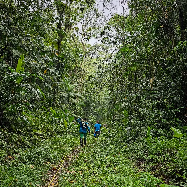 tree planters walking through dense forest