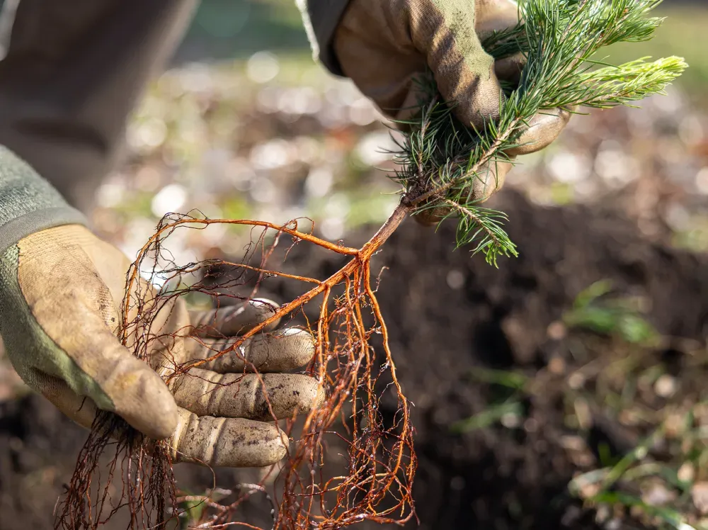 Up close shot of hands holding a bare-root tree.