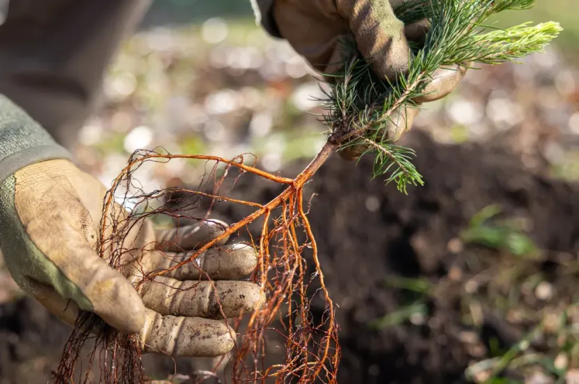 Up close shot of hands holding a bare-root tree.
