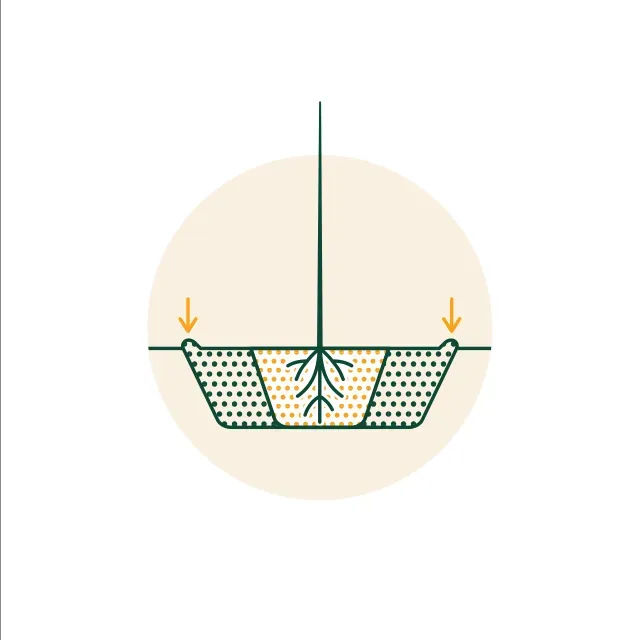 Illustration of filling in soil when planting a bare-root tree.