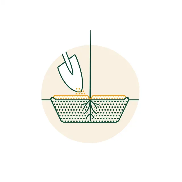 Illustration of shovel putting mulch around a bare-root tree.