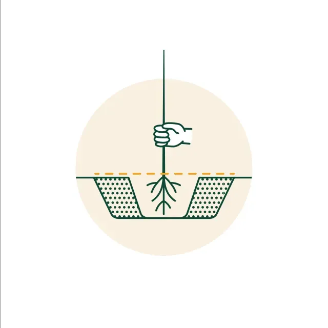 Illustration of hand planting a bare-root tree.