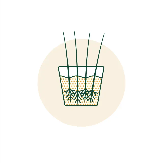 Illustration of bare-root trees soaking.