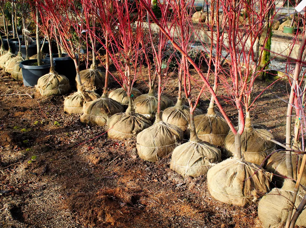 row of burlap trees with red branches