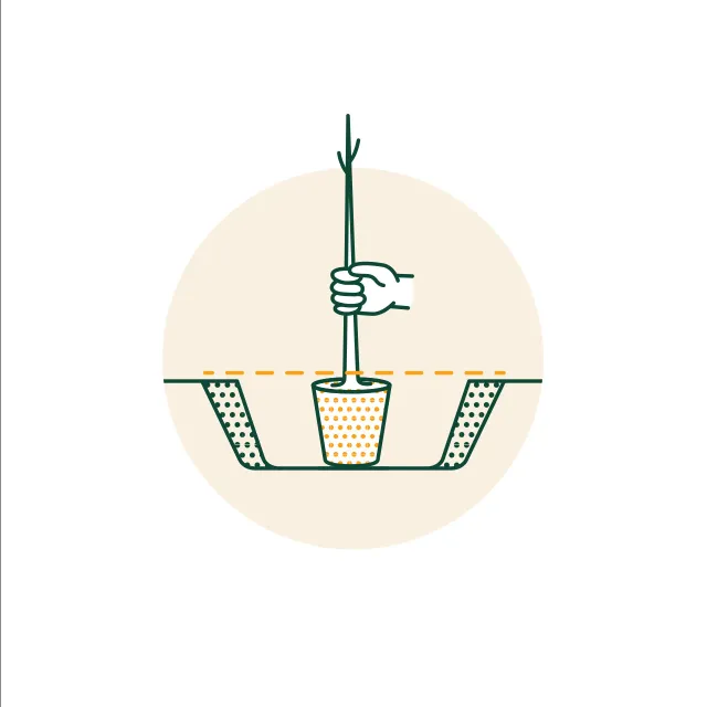 illustration position containerized tree