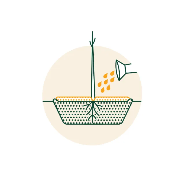 illustration water tree