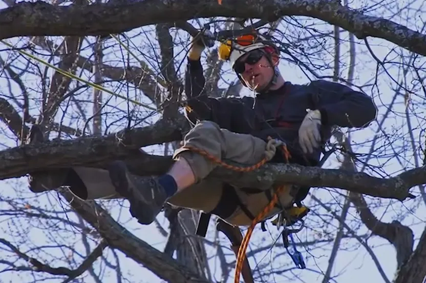 Man sitting in a tree inspecting the tree.