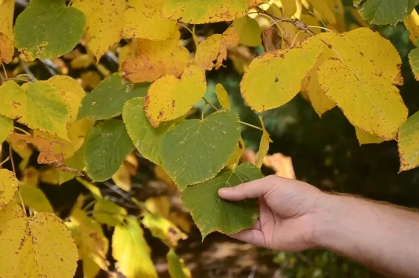 Hand touching green and yellow leaves.