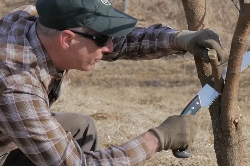 Man demonstrating how to prune a tree.