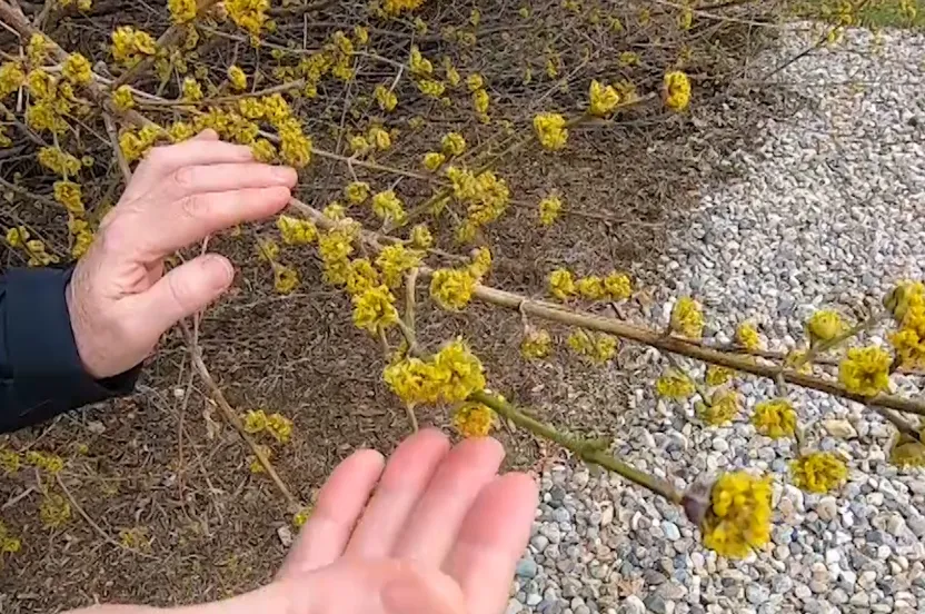 Man holding cornelian dogwood branch.