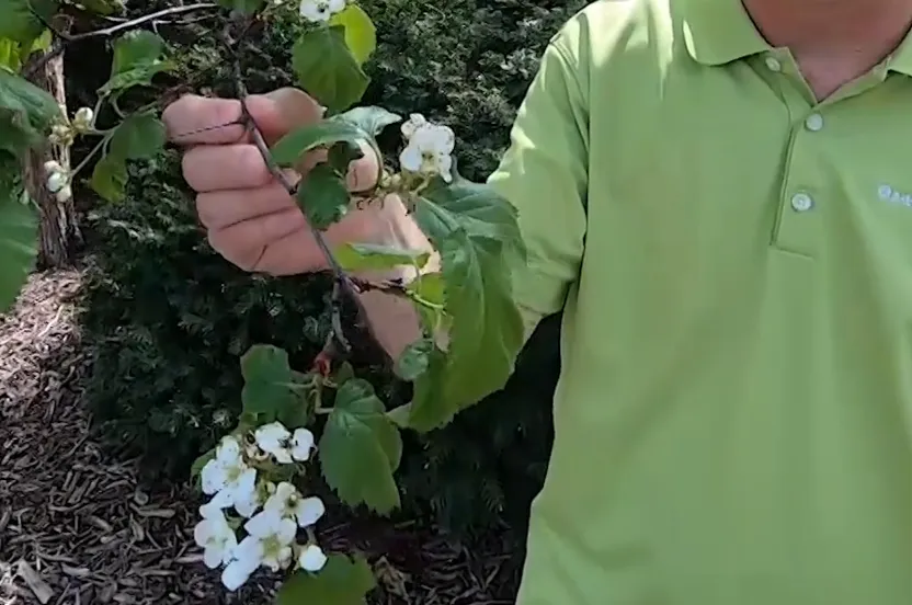 Man holding a leaf of a hawthorn tree.