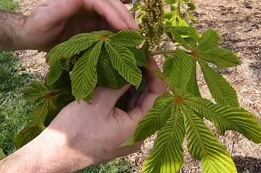 Hands holding a Horsechestnut tree leaf.