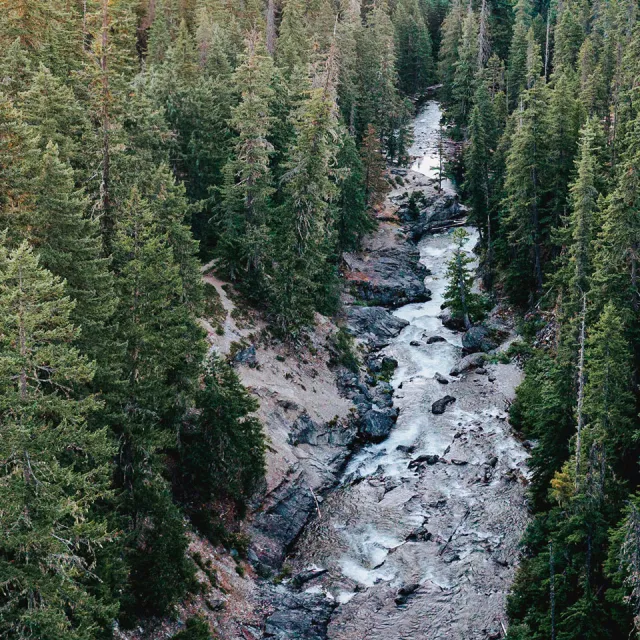 A serene forest scene featuring a winding river surrounded by tall pine trees, capturing the beauty of nature's tranquility.