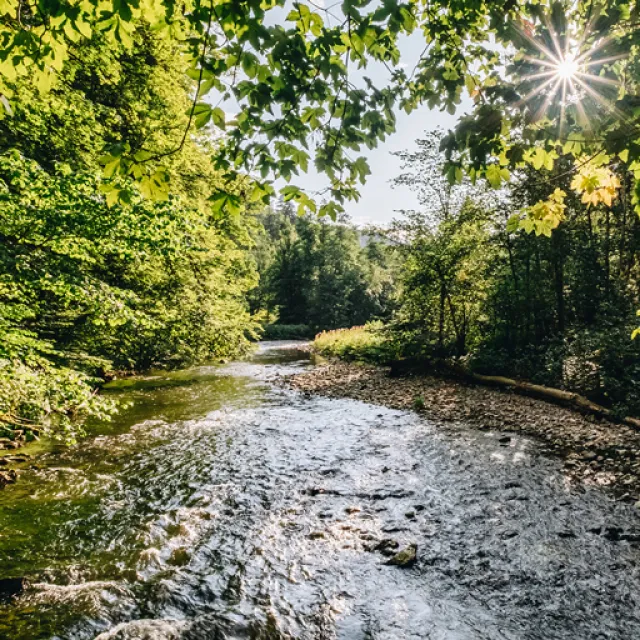 A tranquil stream flows through lush green forests, with sunlight glistening through the leaves, creating a serene natural scene.