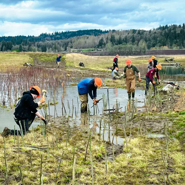 A group of people in orange helmets planting saplings in a wetland area surrounded by water and mountains under a cloudy sky.