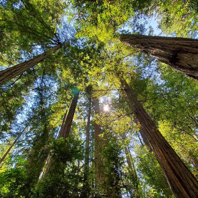 Sunlight filters through the dense canopy of tall redwood trees, casting a calming greenish glow. The scene evokes serenity and awe in a lush forest setting.