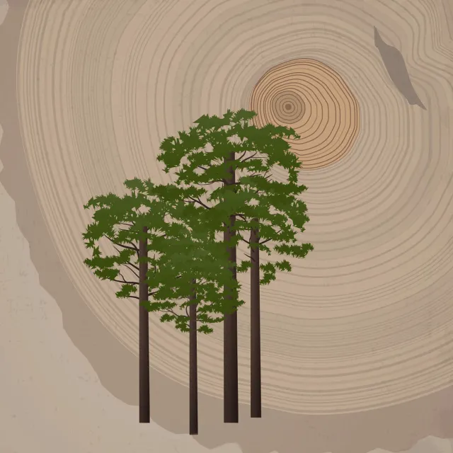 illustration showing renewed growth 